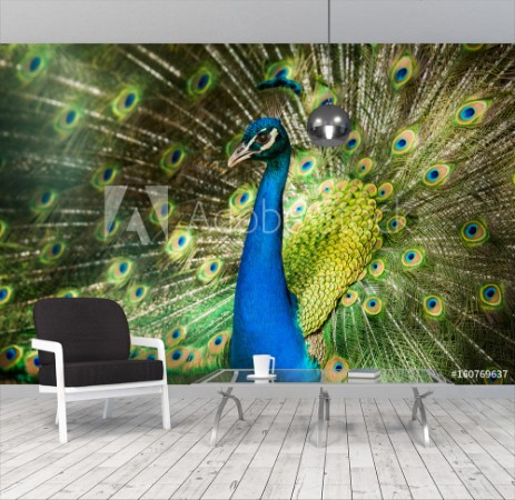 Picture of Rad schlagender Pfau